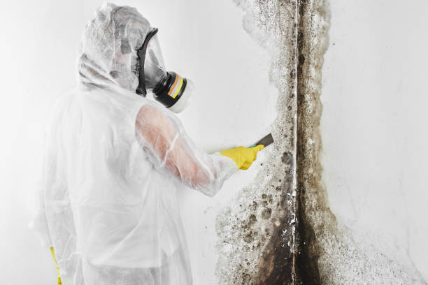 Best Black Mold Removal  in Rio Del Mar, CA