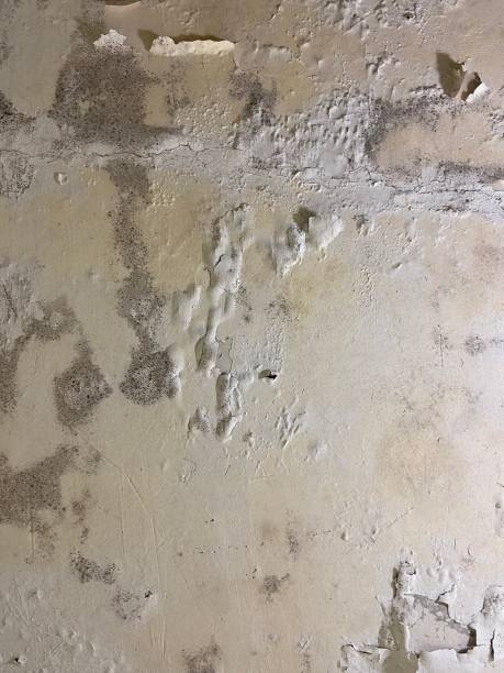 Best Commercial Mold Removal  in Rio Del Mar, CA
