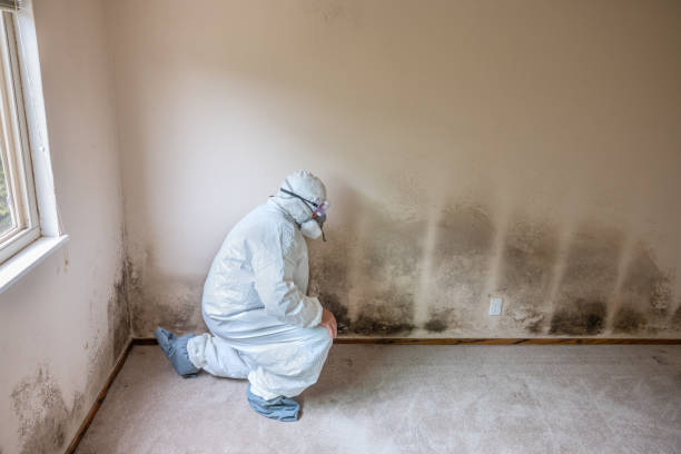 Best Mold Damage Repair  in Rio Del Mar, CA