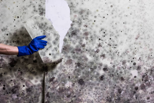 Best Mold Remediation  in Rio Del Mar, CA